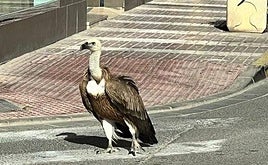 Fotografía de archivo de un buitre leonado en Adra.