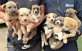 Los siete cachorros el día del rescate, en brazos de los técnicos del centro canino.