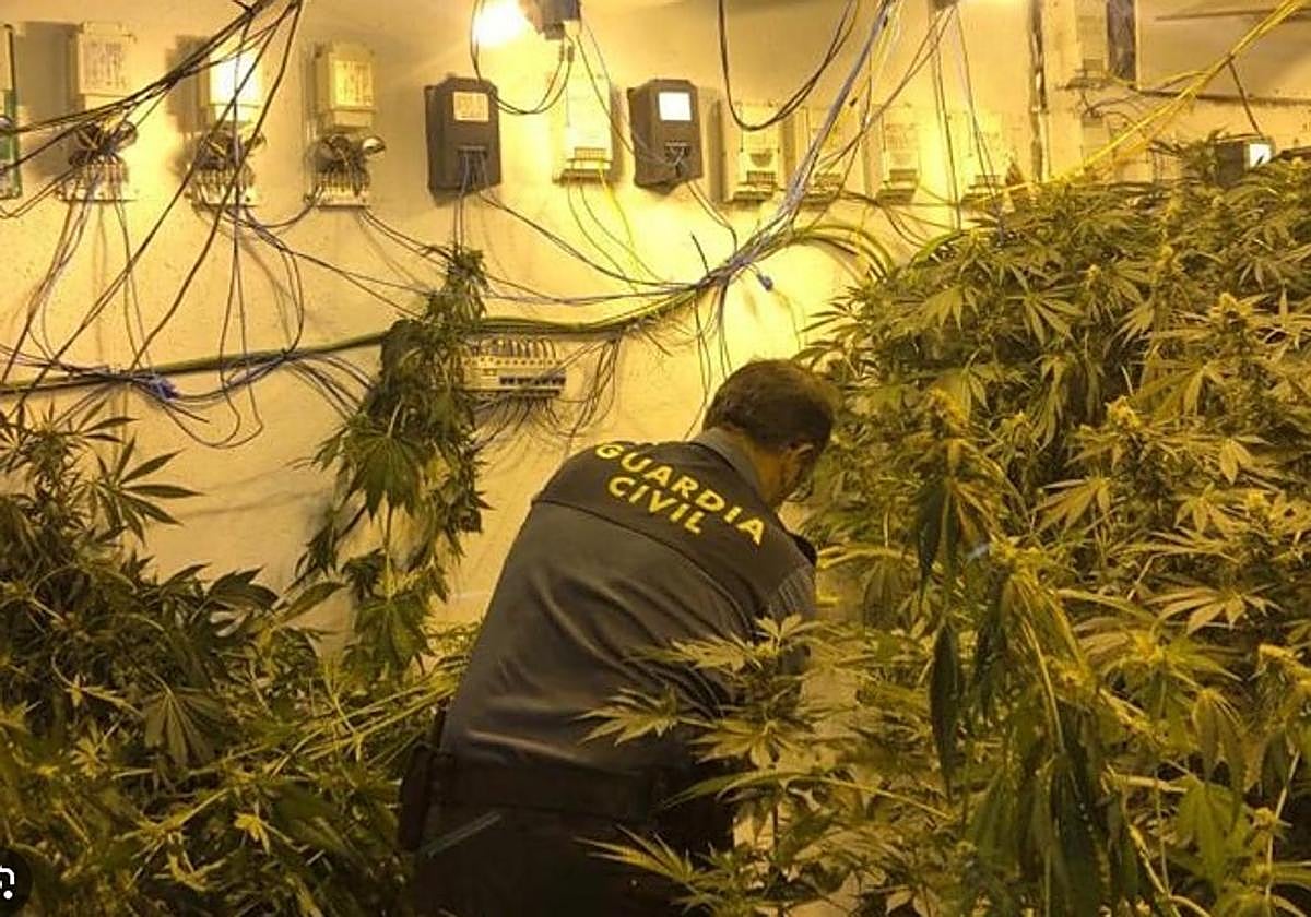 La Guardia Civil desarticula cinco centros de producción de marihuana en Granada