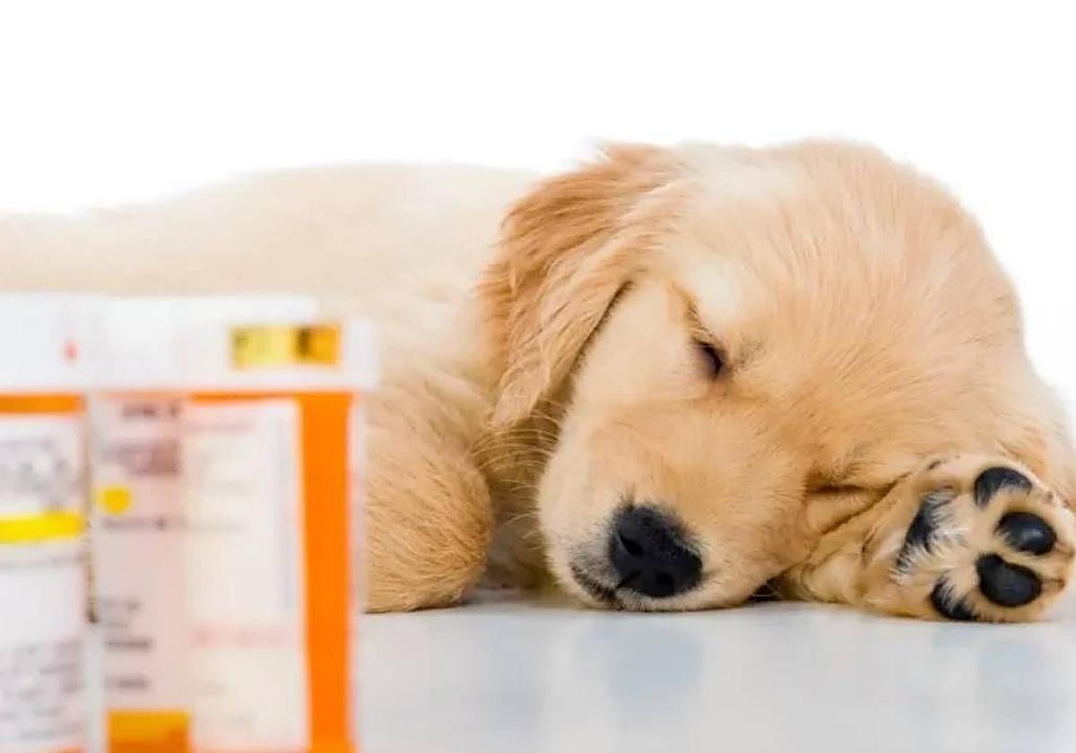 Ordenan retirar del mercado este medicamento para perros.