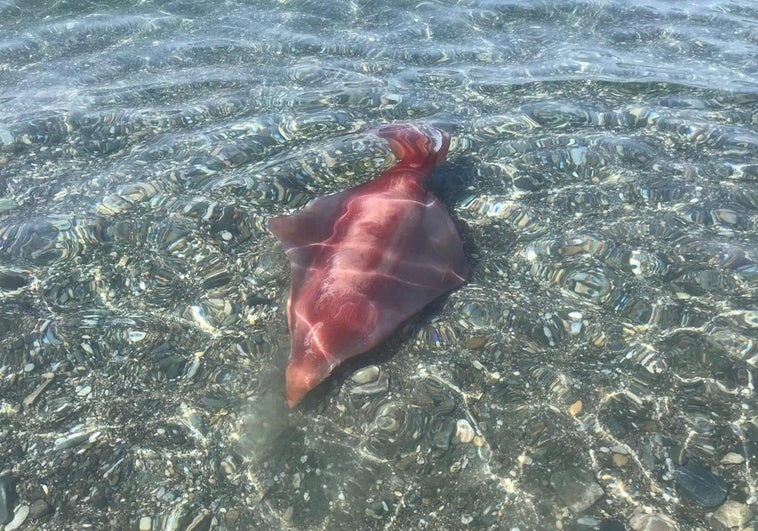 Un calamar gigante sorprende a los bañistas en Playa Granada.