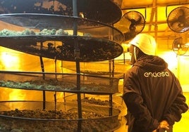 Un trabajador de Endesa dentro de una plantación indoor.