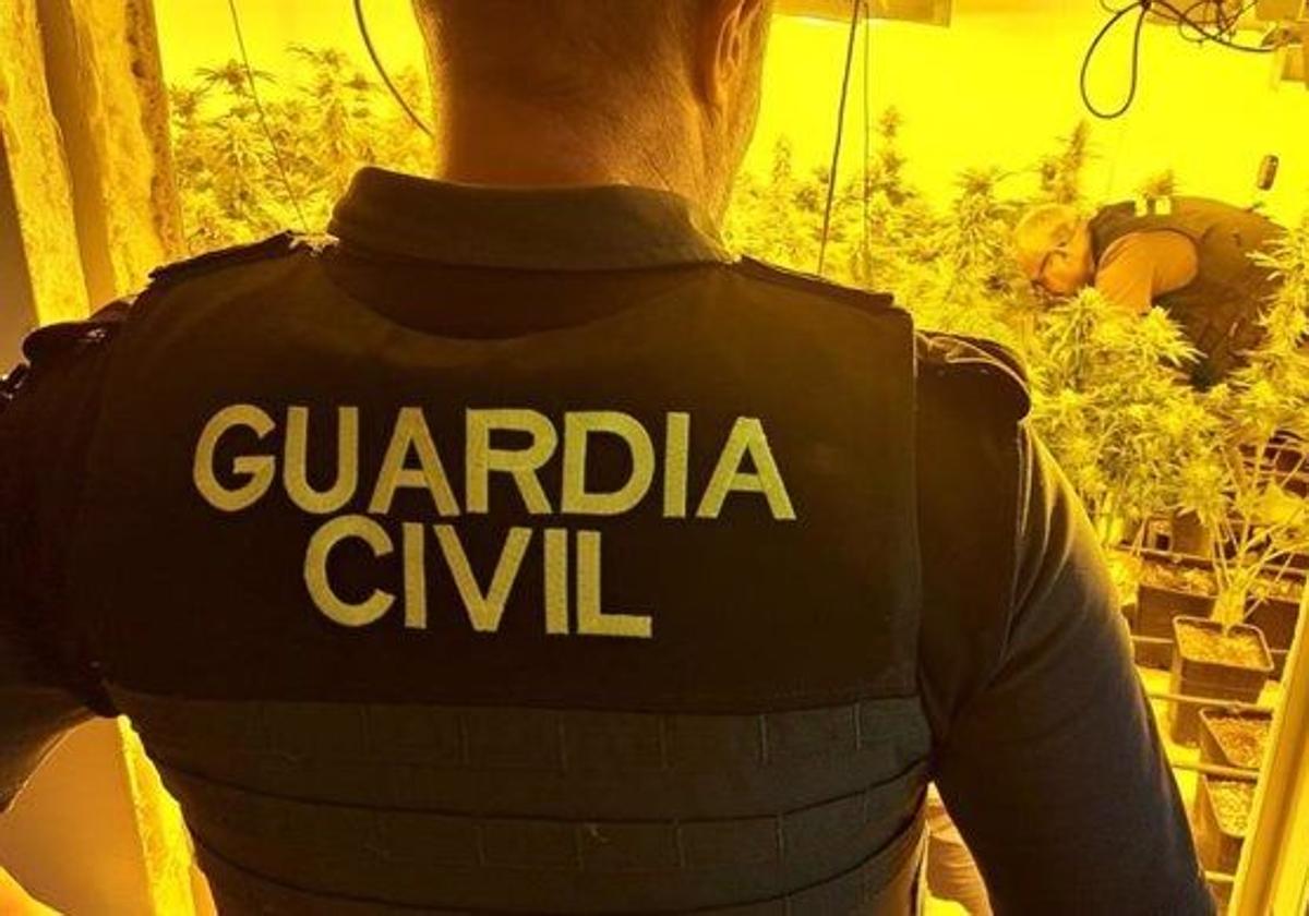 La Guardia Civil interviene un almacenaje de marihuana en una imagen de archivo.