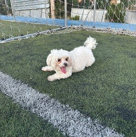 El pequeño Simba se encuentra en paradero desconocido.