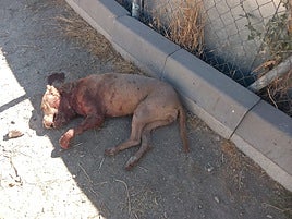 Cadáver del perro que murió en la pelea con su compañero.