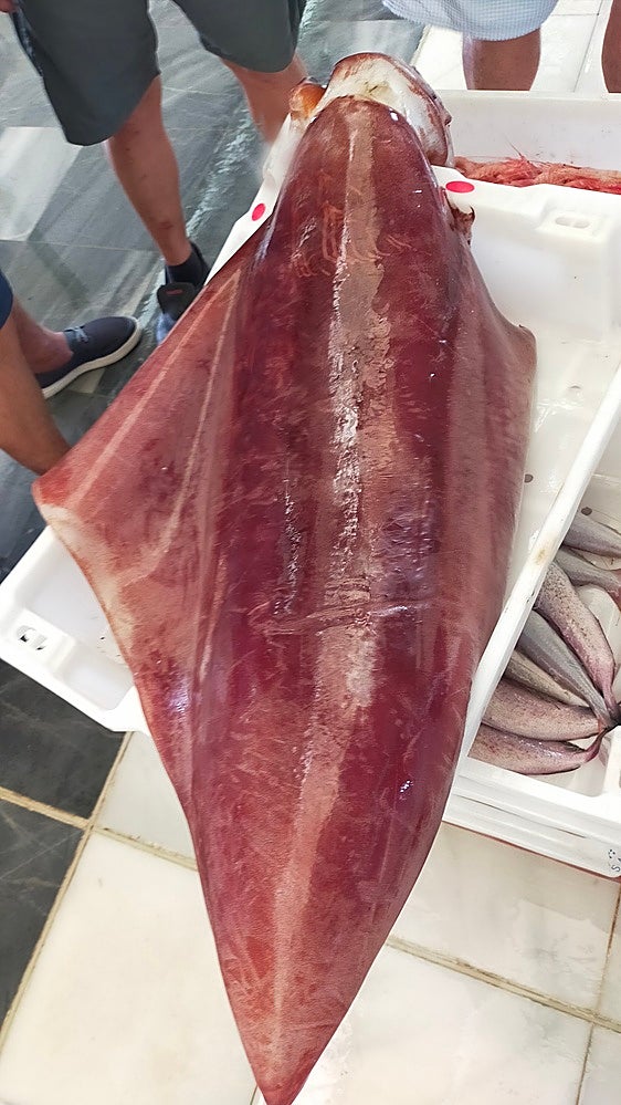 El calamar pesa unos 17 kilogramos.