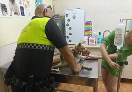 60 perros han sido recogidos en la calle en lo que va de año y llevados al Centro de Protección de Animales Municipal.