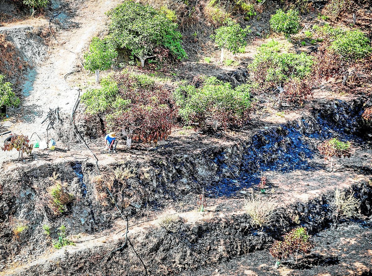 Toma general de una de las zonas afectadas por el último fuego que hubo en Almuñécar