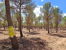 Trabajos de limpieza y clareo en el Parque Natural de Sierra Nevada en la zona de Los Llanos de Monachil, en la primavera de 2023.