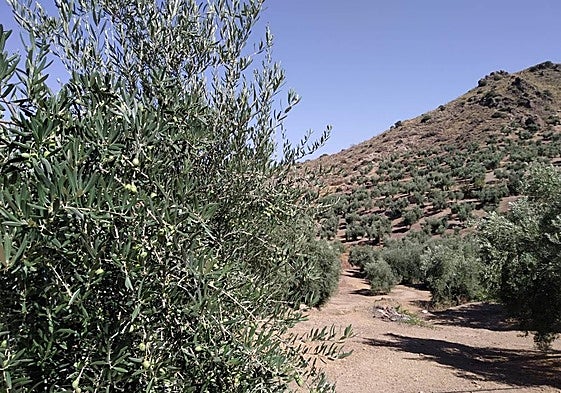 Imagen de un olivar en Cambil tomada el 23 de agosto de 2024.