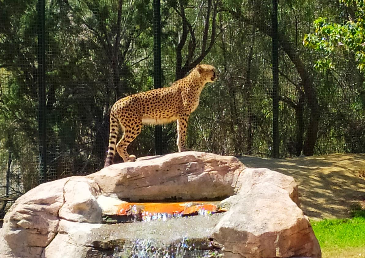 Imagen principal - Varios de los animales de Oasys Minihollywood durante los meses de verano.