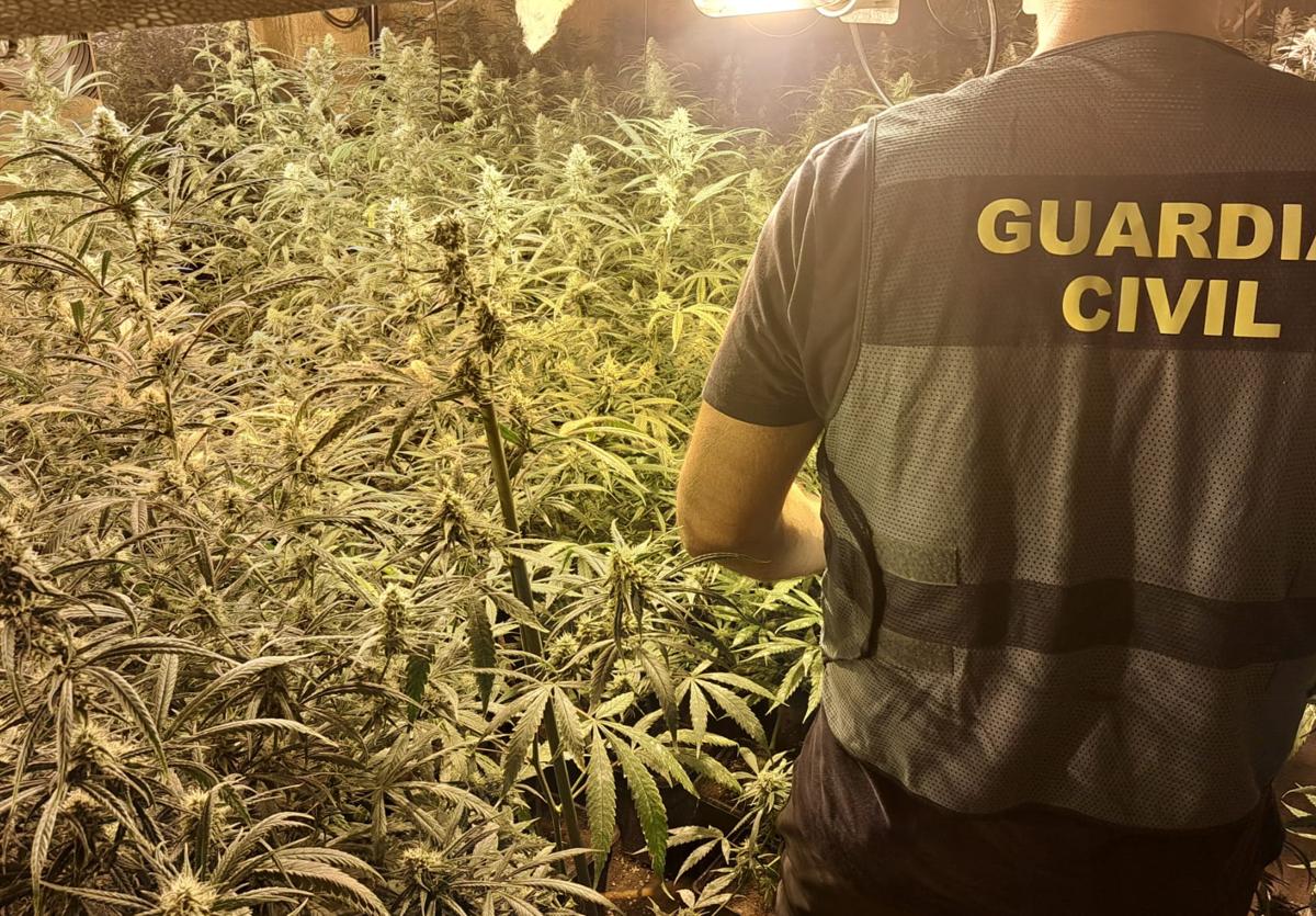 Marihuana encontrada en el operativo desarrollado en Pulianas