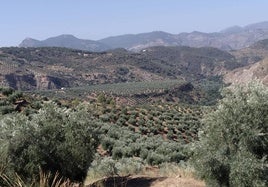 Paisaje del olivar en Cambil.