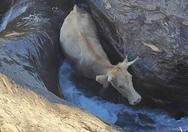 El animal, atrapado en el lecho del río.