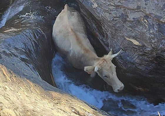 El animal, atrapado en el lecho del río.