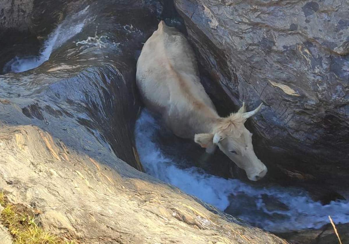 El animal, atrapado en el lecho del río.