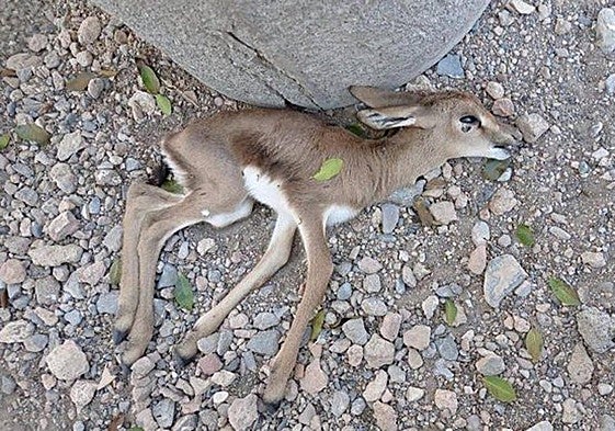 Una gacela fallecida tras el festival.