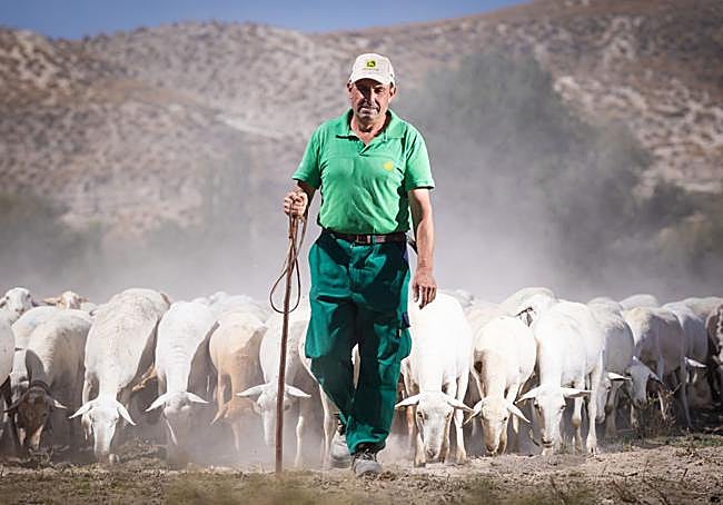 Pedro Ruiz, uno de los ganaderos que tuvo que sacrificar a sus ovejas, con su nuevo rebaño.