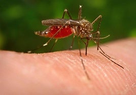 Ejemplar de mosquito transmisor del virus del Nilo.