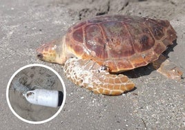 Ejemplar de tortuga boba hallado en Almería y la botella de plástico con artes de pesca que se había enganchado a su aleta.