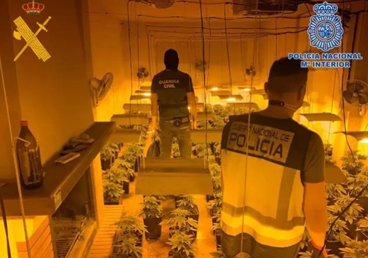 Policía Nacional y Guardia Civil Intervienen 2157 Plantas De Cannabis En Atarfe.