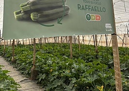 Raffaelllo y Salzillo, la apuesta de Semillas Fitó en calabacín de otoño-invierno