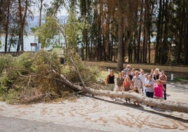 Vecinos de Los Bermejales junto a un árbol caído en la zona.