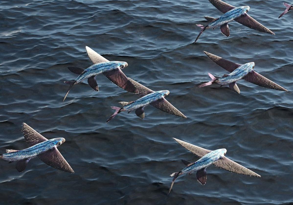 Peces voladores surcan las aguas de Almería.