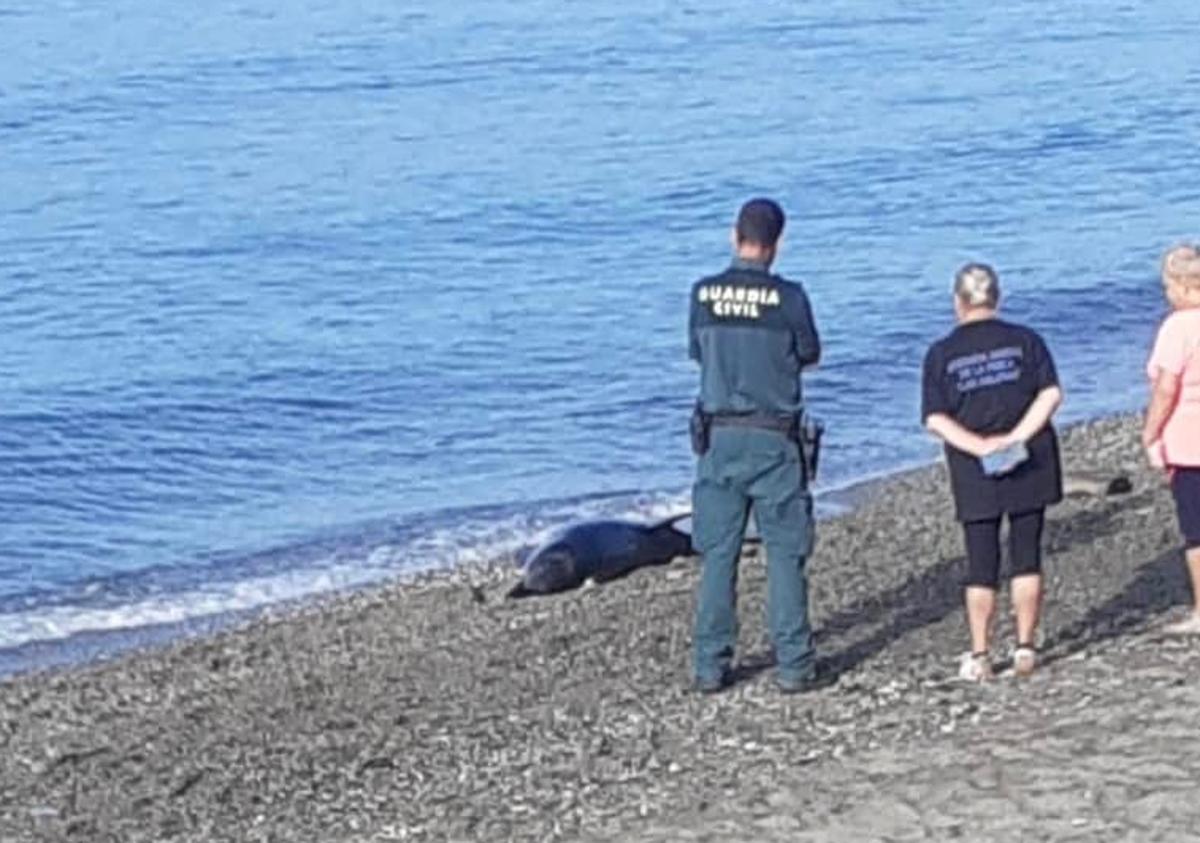 Imagen secundaria 1 - Delfín varado en la costa granadina.