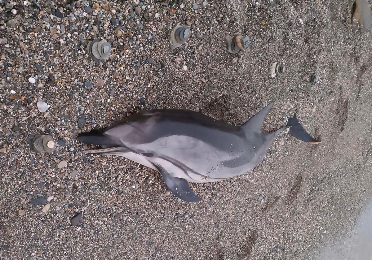 Delfín muerto en la playa de Torrenueva Costa.