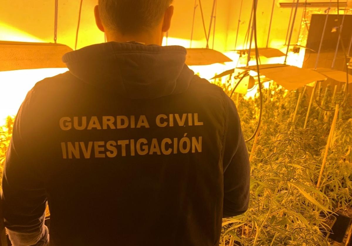 Incautadas casi 3.400 plantas de marihuana en cinco pueblos de Granada