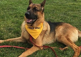 ¿Qué significa el pañuelo amarillo en los perros?