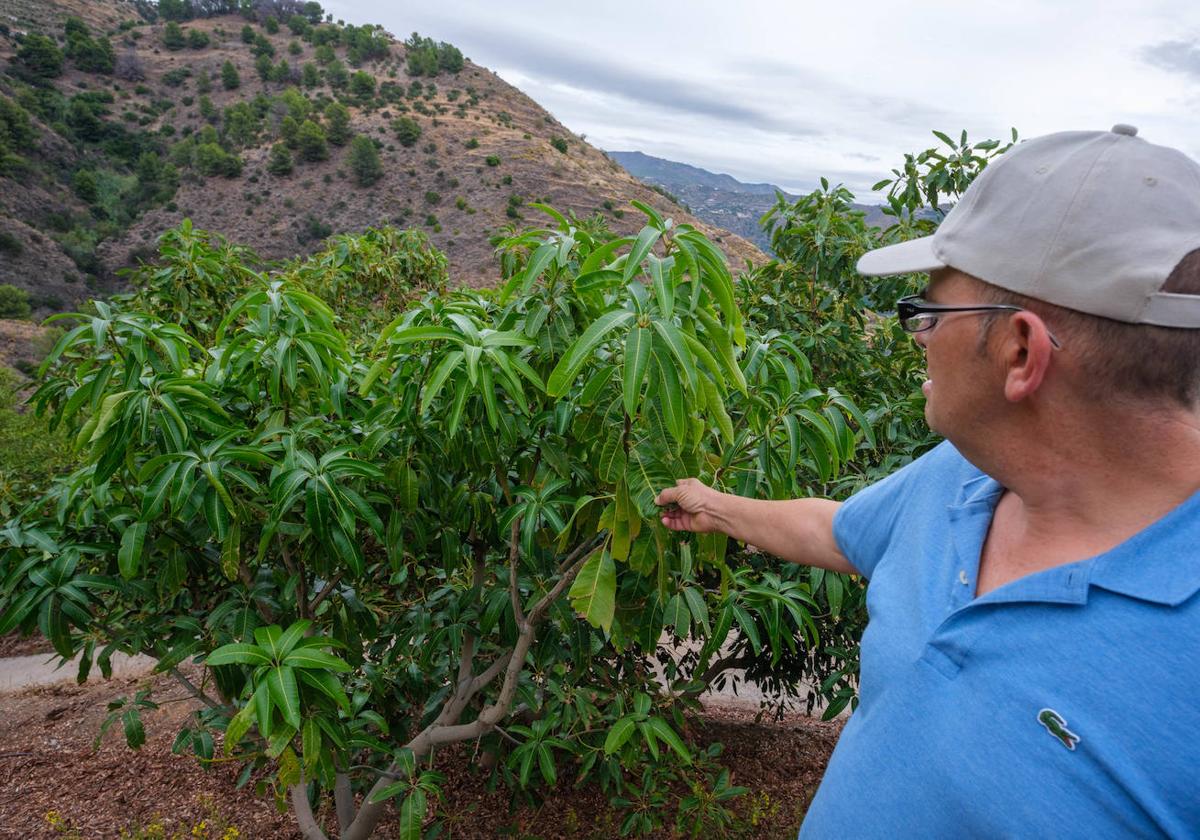 «Fue buena decisión cortar mis árboles. Tal y como están las cosas tendré que repetir»