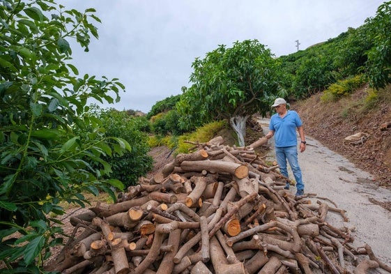 Los agricultores cruzaron algunos árboles para salvarlos. Retoñan entre otros malheridos por la sequía.