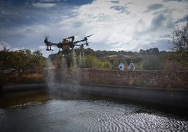 El dron del proveedor de Biofima tratando una balsa de Alcudia contra el mosquito que transmite el virus del Valle del Nilo.