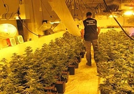 Imagen de archivo de una plantación de marihuana.