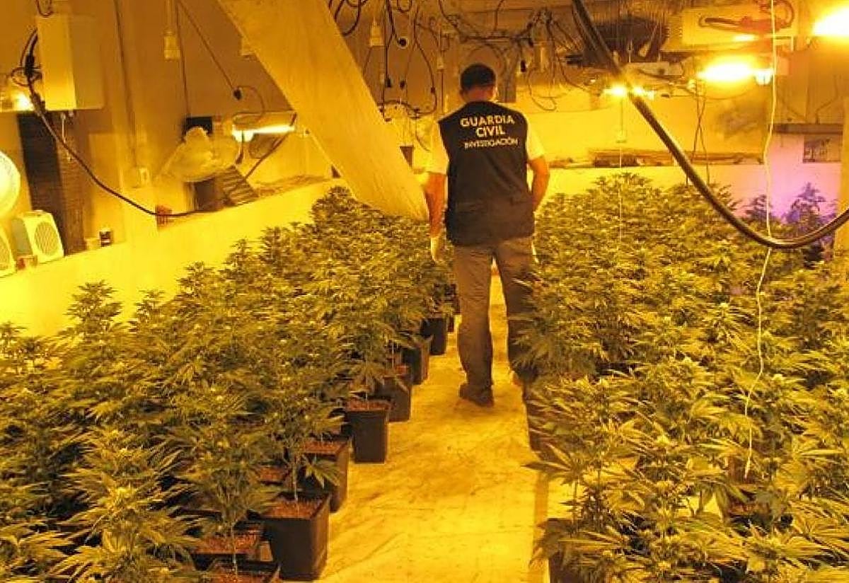 Imagen de archivo de una plantación de marihuana.