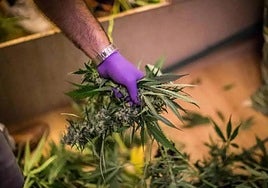 Imagen de archivo del desmantelamiento de un cultivo interior de marihuana.