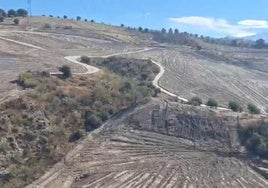 Terrenos en los que ya se han talado olivos y encinas