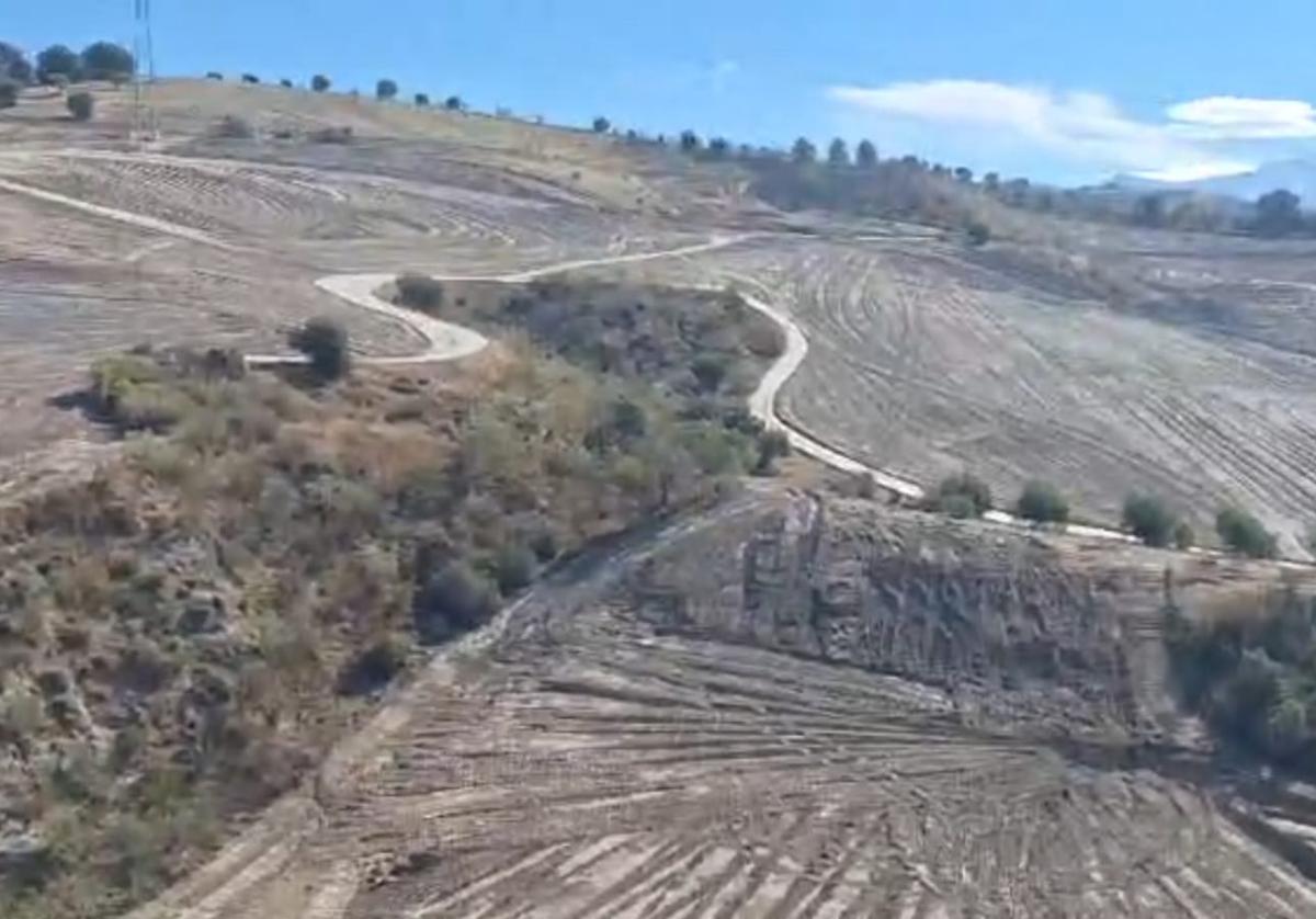 Terrenos en los que ya se han talado olivos y encinas