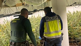 Operación conjunta de Guardia Civil y Policía contra la marihuana en Ogíjares