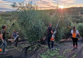 Jornaleros trabajando en una finca de la comarca de Sierra Mágina.