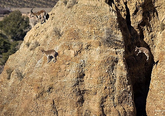 Familia de cabras montesas saltando entre los badlands de Purullena.