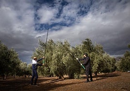 Francisco Javier y Mariano, jornaleros de Iznalloz, pegan los primeros varazos de la campaña 2024-2025.
