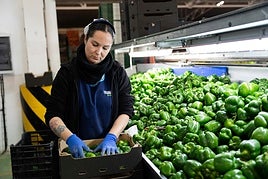 Toledano Hortícola exporta en tan solo cinco años el 95% de su producción a los mercados europeos