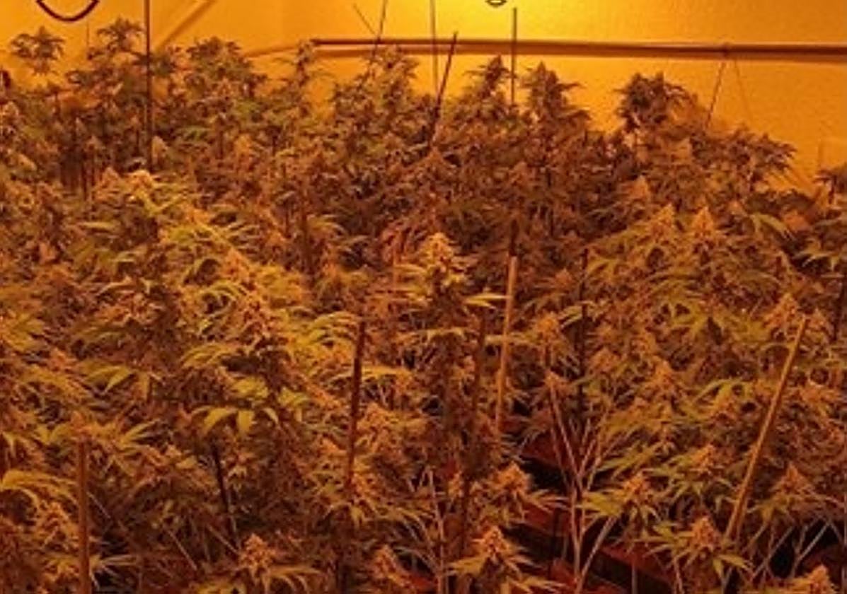 Plantación de marihuana descubierta.