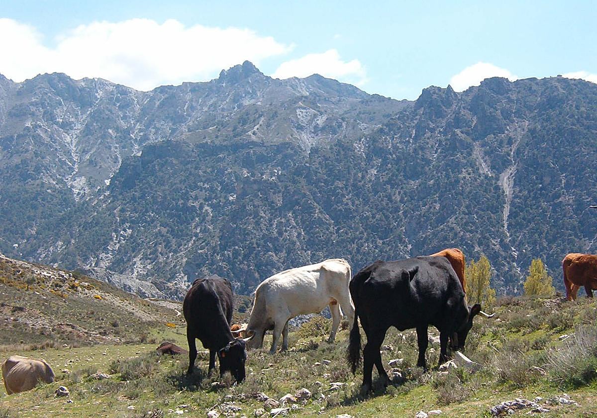 Vacas pastando en Sierra Nevada.