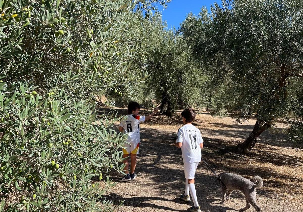 Una finca de olivar de Íllora, aliviada por las últimas lluvias.