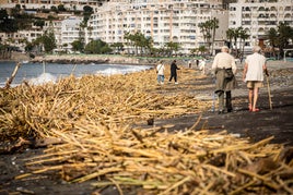 Playa de San Cristóbal en Almuñécar repleta de cañas arrastradas por la riada.