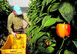 Coexphal, primera Medalla de la Agricultura de la Provincia